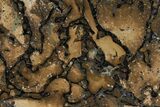 Pyritized, Polished Sauropod Bone - Isle Of Wight #131215-2